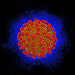 Coronavirus - Illustration