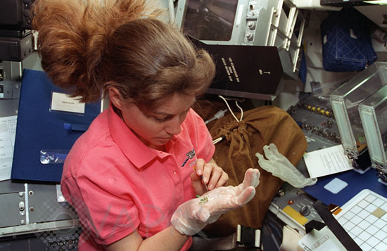 Plant growth investigation in microgravity