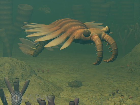 Anomalocaris