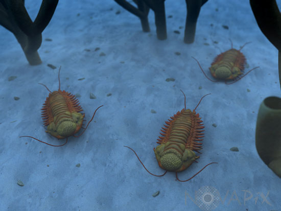 Trilobites