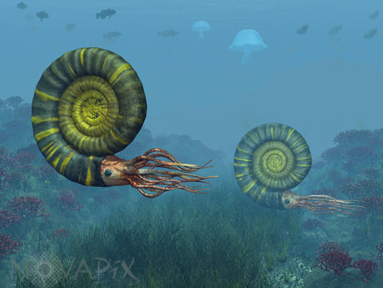 Ammonites - Vue d'artiste