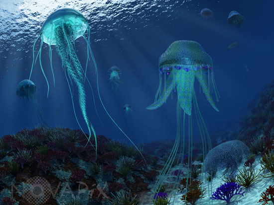 A smack of jellyfish