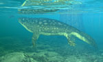 Ichthyostega