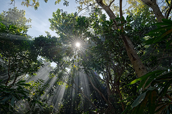 Tropical Forest with Sun Beam - Thailand