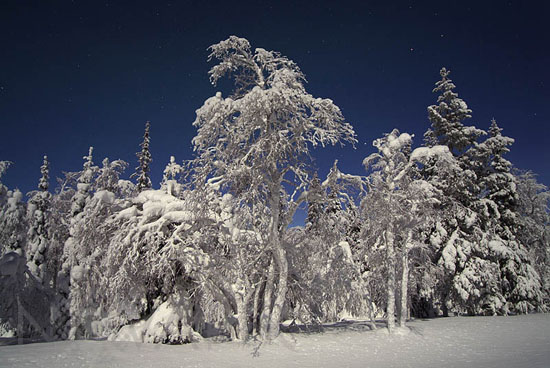 Arbres enneigés au clair de Lune -Finlande