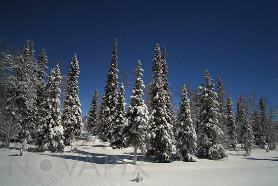 Arbres enneigés au clair de Lune -Finlande