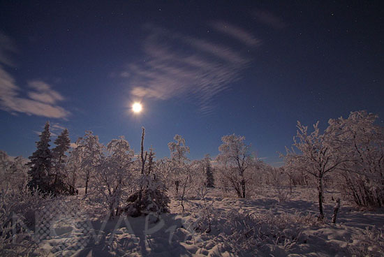 Arbres enneigés au clair de Lune -Finlande
