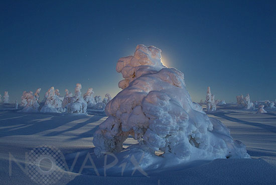 Arbres enneigés au clair de Lune -Finlande