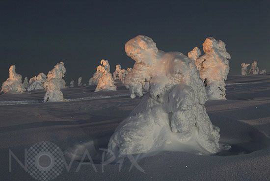 Arbres enneigés au clair de Lune -Finlande