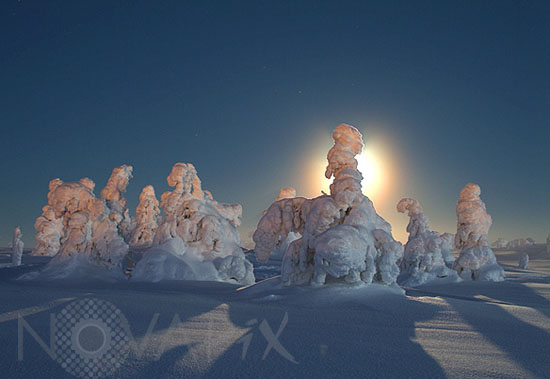 Arbres enneigés au clair de Lune -Finlande