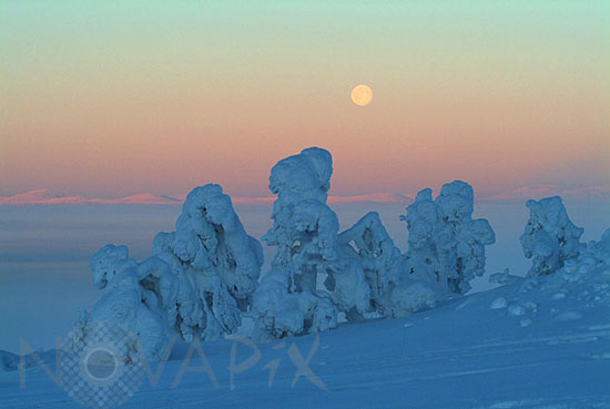 Arbres enneigés et lever de Lune -Finlande