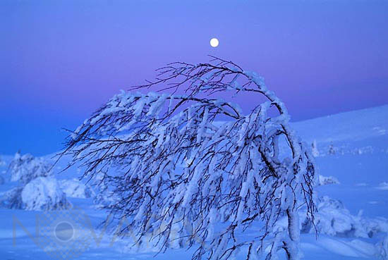 Arbres enneigés et lever de Lune -Finlande