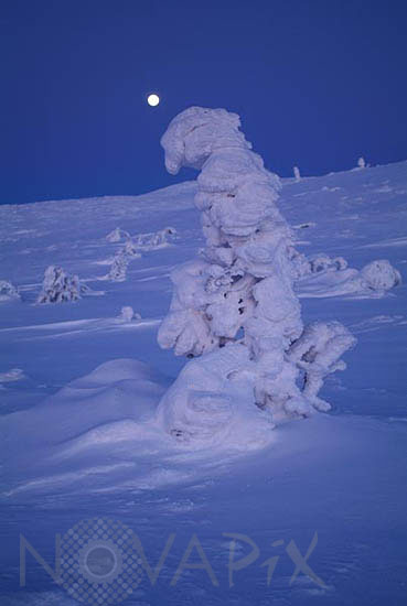 Snow-covered trees in moonlight