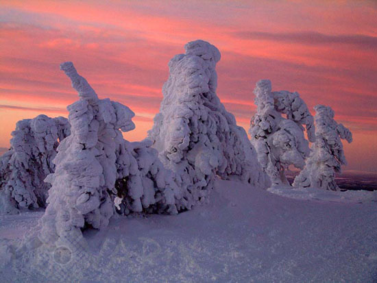 Arbres enneigés -Finlande