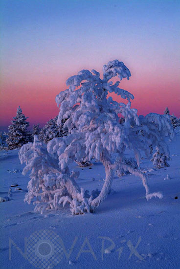 Snow-covered trees