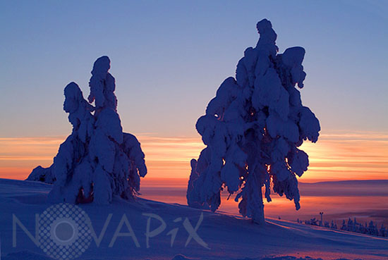 Arbres enneigés -Finlande