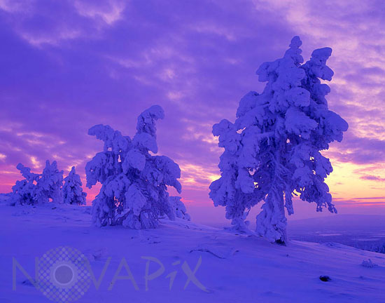 Arbres enneigés -Finlande