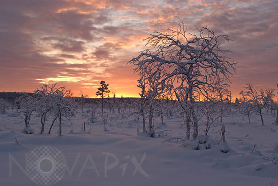 Snow-covered trees