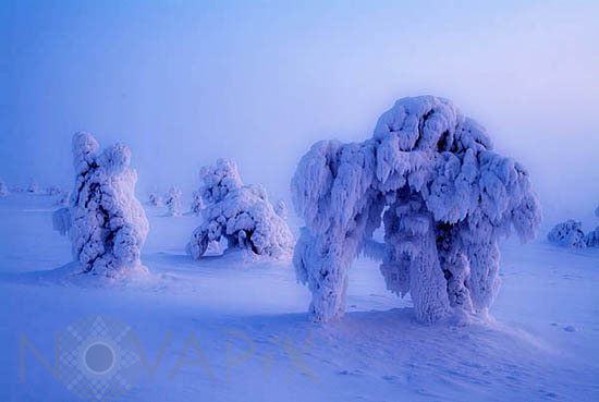 Arbres enneigés -Finlande