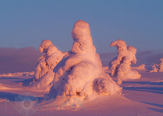 Arbres enneigés -Finlande