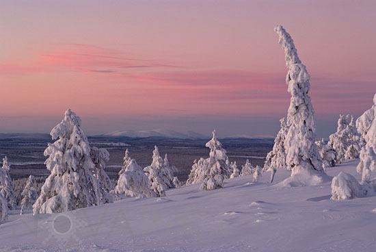 Arbres enneigés -Finlande