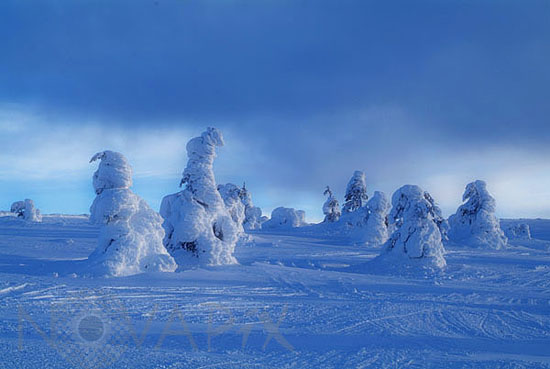 Arbres enneigés -Finlande