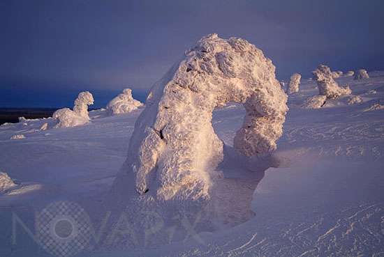 Arbres enneigés -Finlande