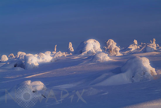 Arbres enneigés -Finlande