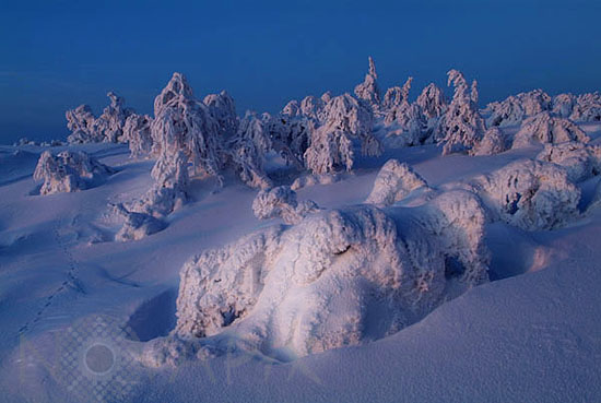 Arbres enneigés -Finlande