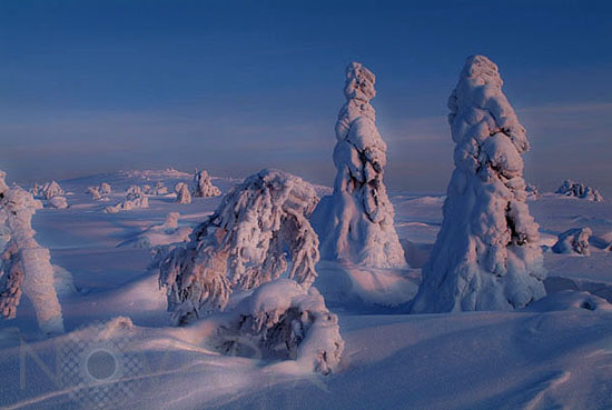 Arbres enneigés -Finlande