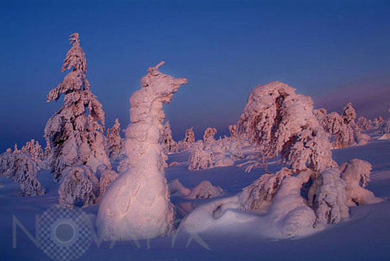 Arbres enneigés -Finlande
