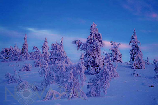 Arbres enneigés -Finlande