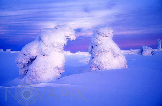 Arbres enneigés -Finlande