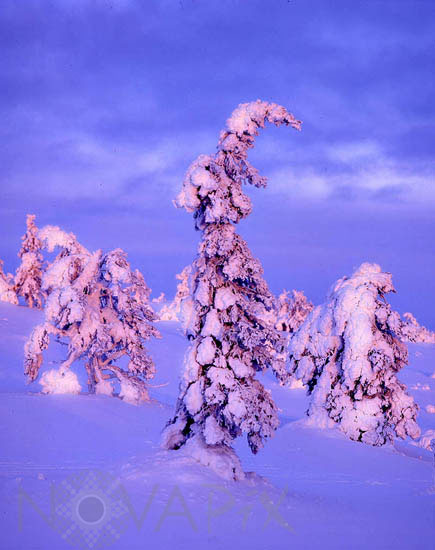 Arbres enneigés -Finlande