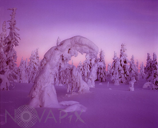 Arbres enneigés -Finlande