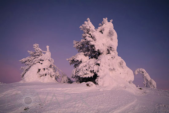 Arbres enneigés -Finlande