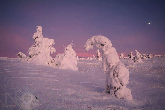 Arbres enneigés -Finlande