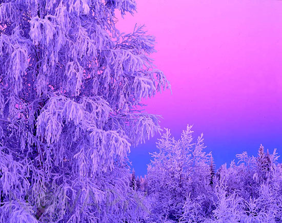 Arbres enneigés -Finlande
