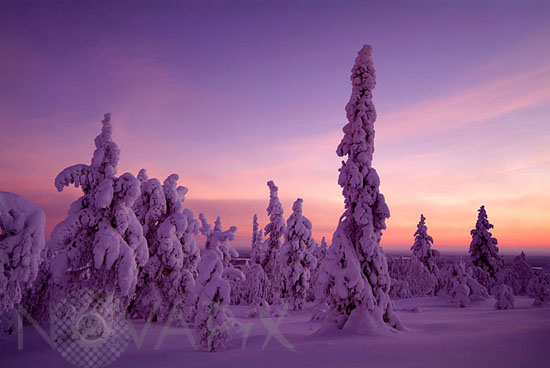 Arbres enneigés -Finlande