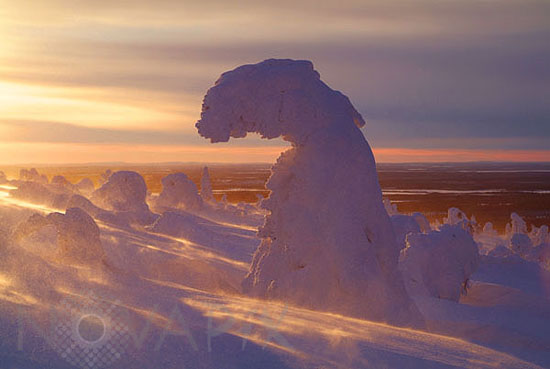 Arbres enneigés -Finlande
