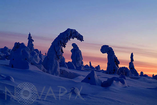 Arbres enneigés -Finlande