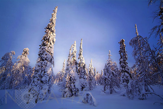 Arbres enneigés -Finlande