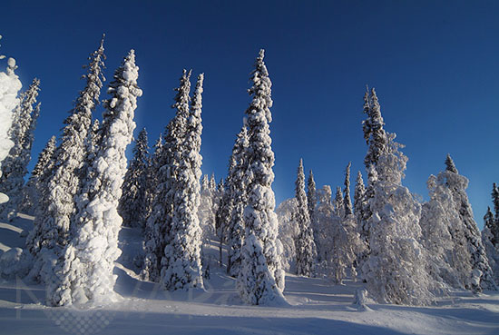 Arbres enneigés -Finlande