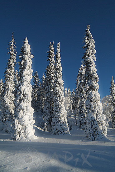 Arbres enneigés -Finlande