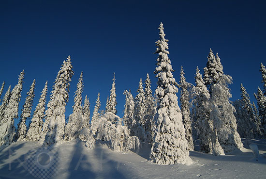 Arbres enneigés -Finlande