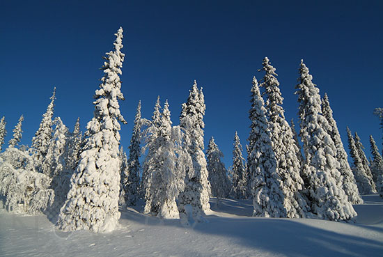 Arbres enneigés -Finlande