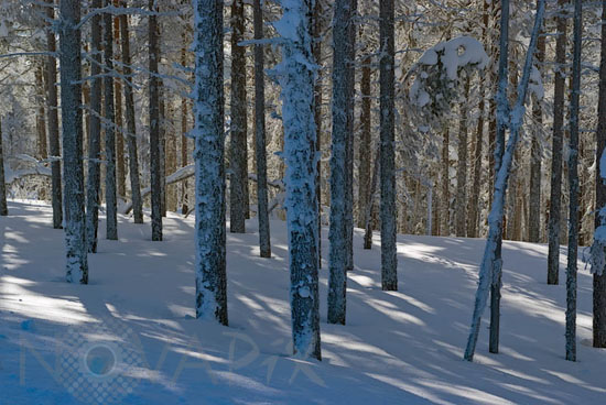 Arbres enneigés -Finlande