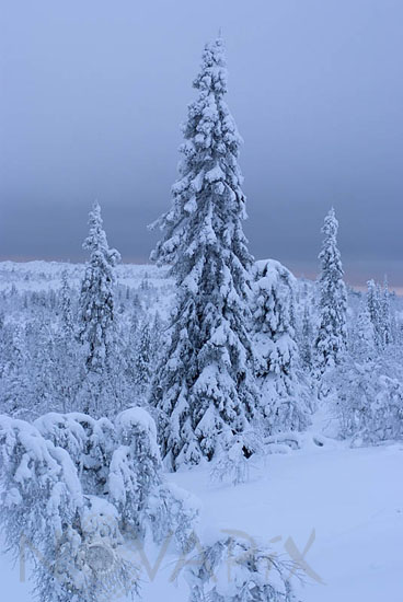Arbres enneigés -Finlande