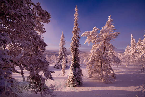 Arbres enneigés -Finlande