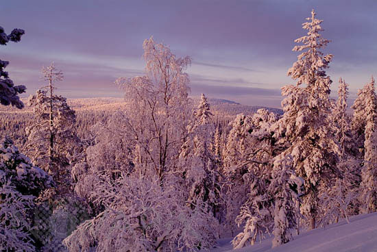 Arbres enneigés -Finlande